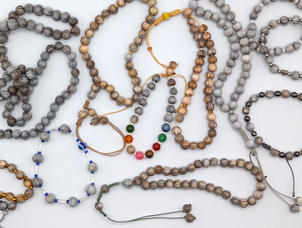 gozyasi bitkisi veya jacobs tears veya yakubun gozyasi tesbih