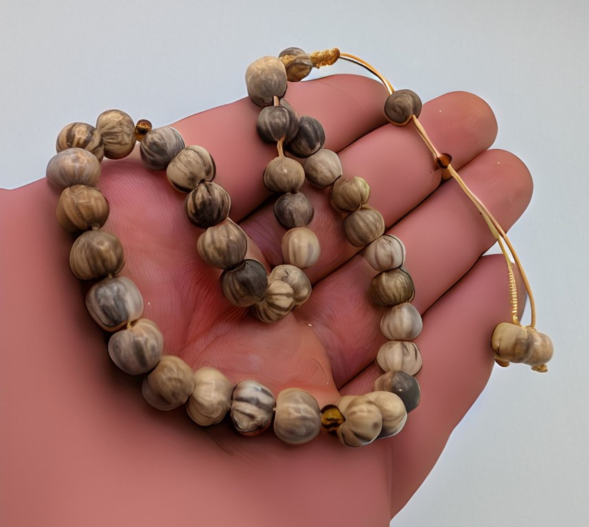 gozyasi bitkisi veya jacobs tears veya yakubun gozyasi tesbih