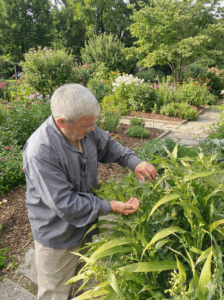 ciftci tesbih otu bitkisini hasad ediyor ve tanelerini topluyor