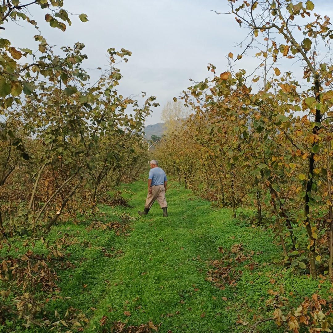Findik bahcesinde findik filizi alma