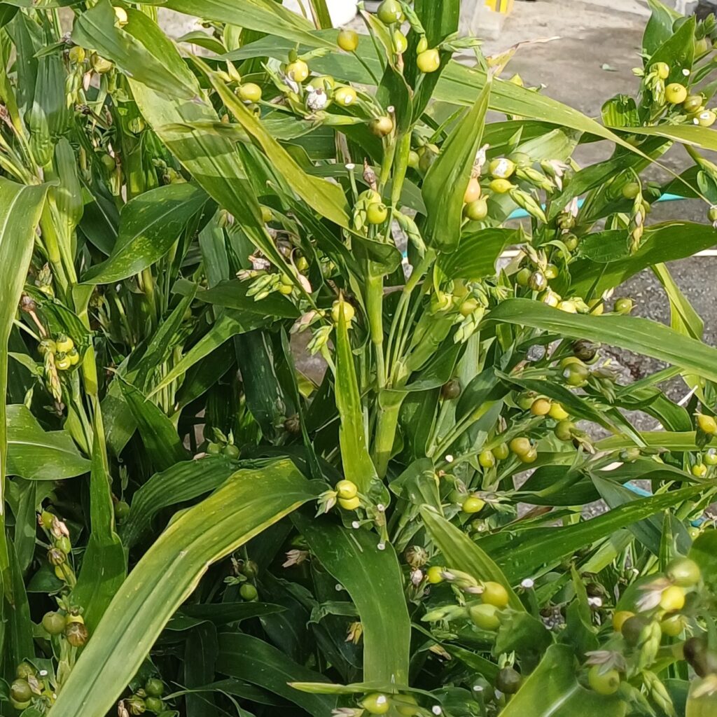 dogal tesbih otu bitkisi