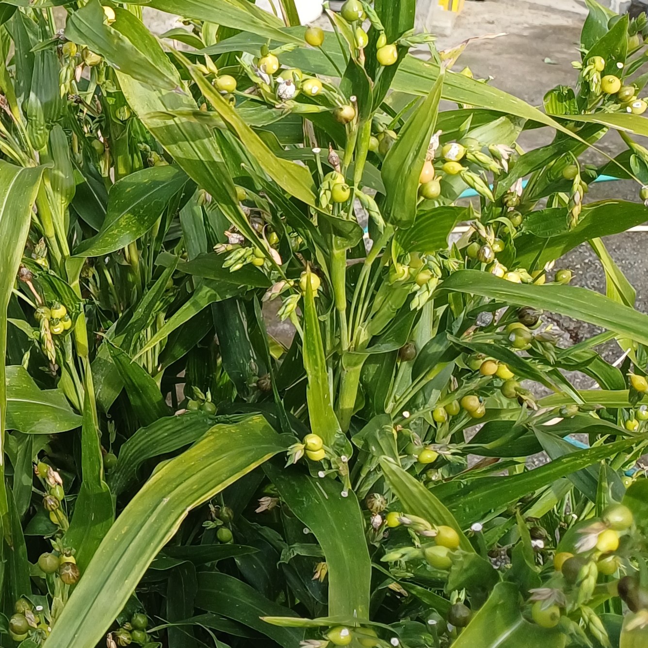 dogal tesbih otu bitkisi